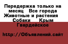 Передержка только на месяц - Все города Животные и растения » Собаки   . Крым,Гвардейское